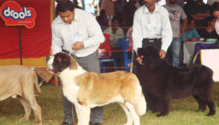 Image Caption